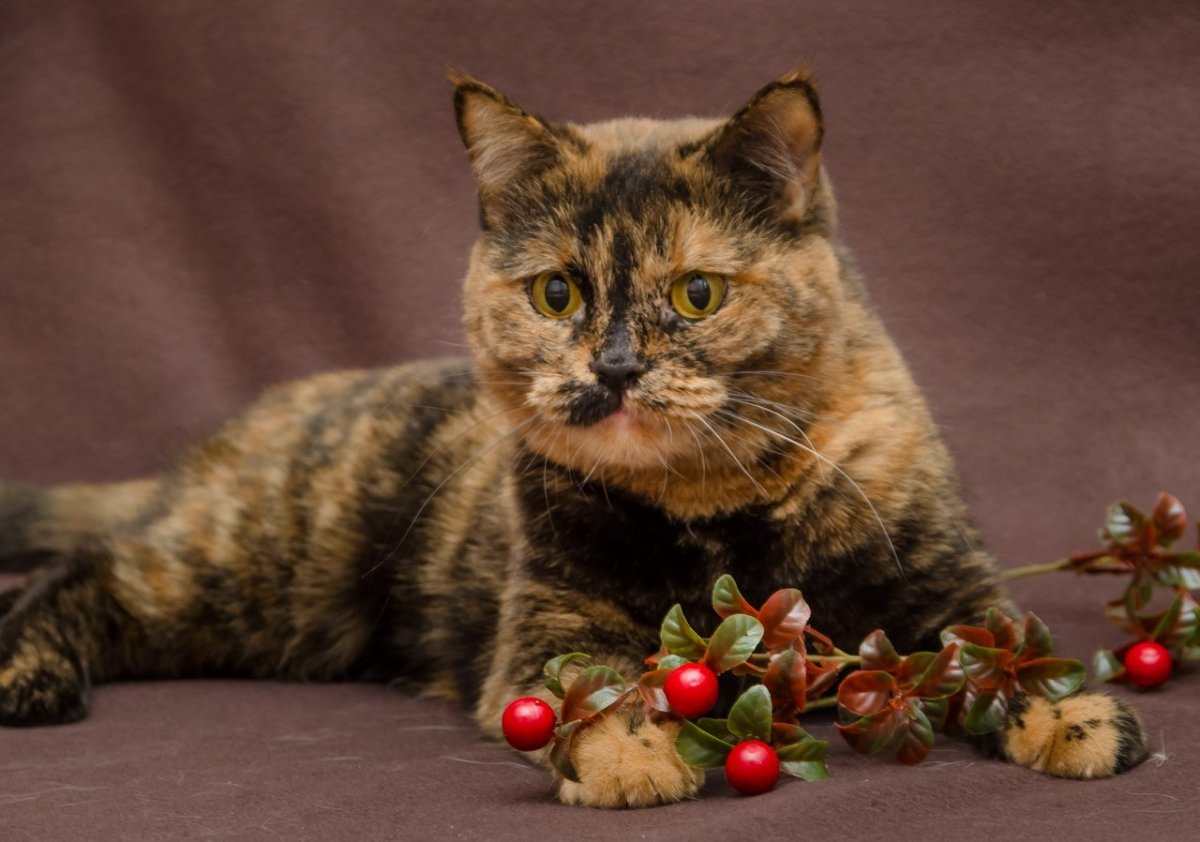 Шотландская вислоухая кошка голубая черепаховая