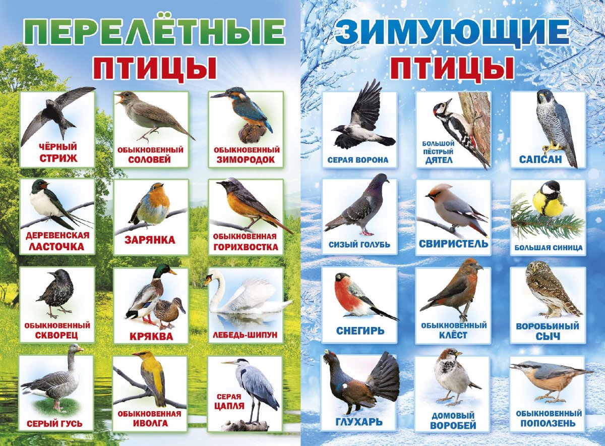 Зимующие птицы урала