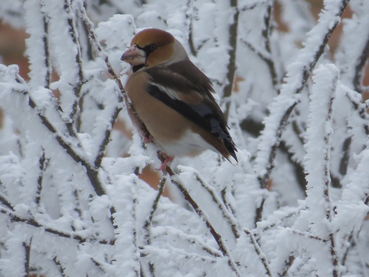 Птица Сойка Крымская