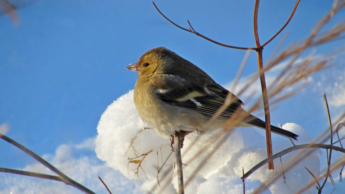 Зимующие птицы России для дошкольников