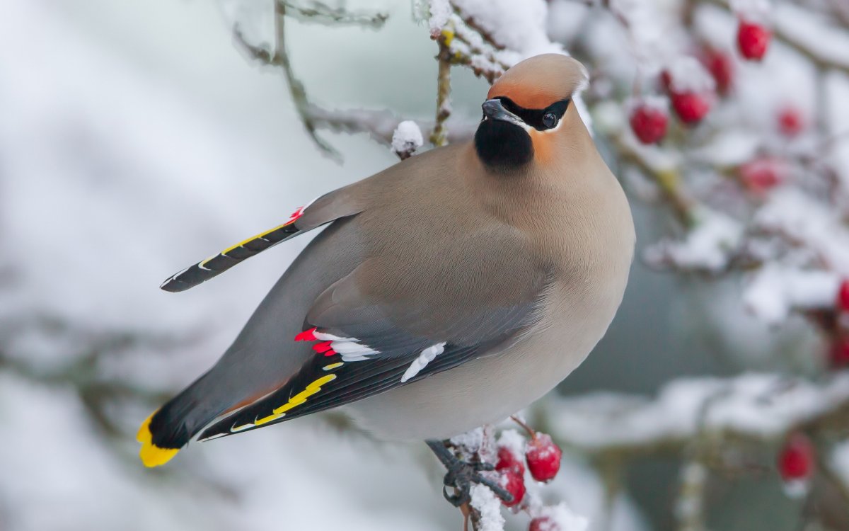 Снегирь самка