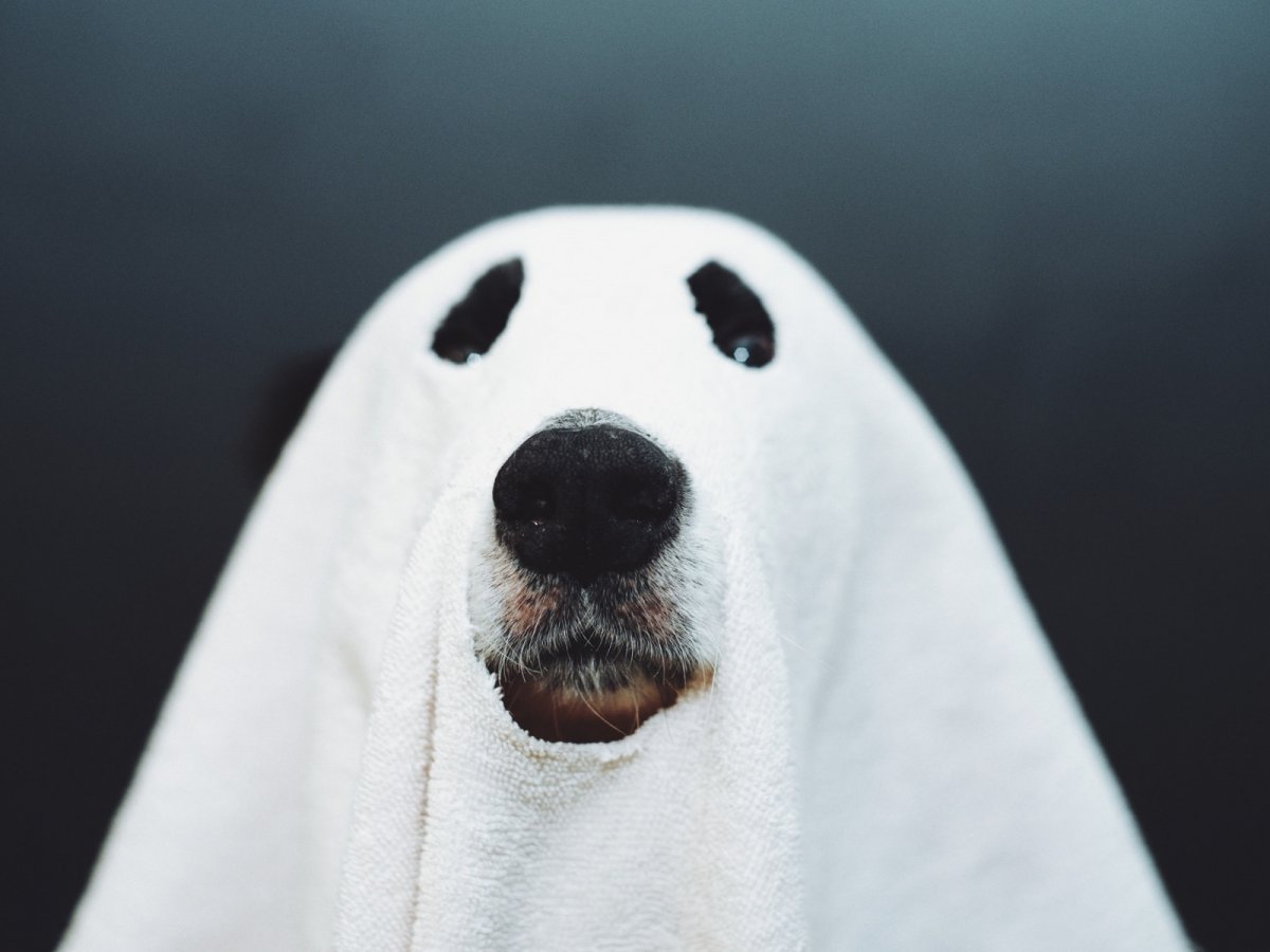 Обои на рабочий стол мемы