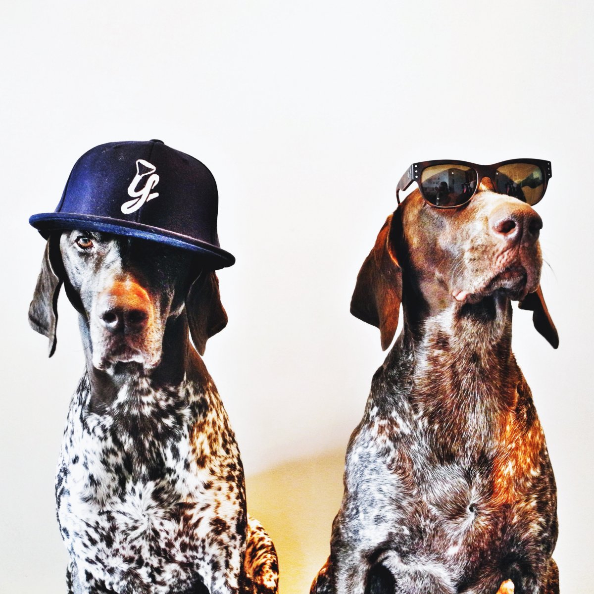 Собака в ушанке