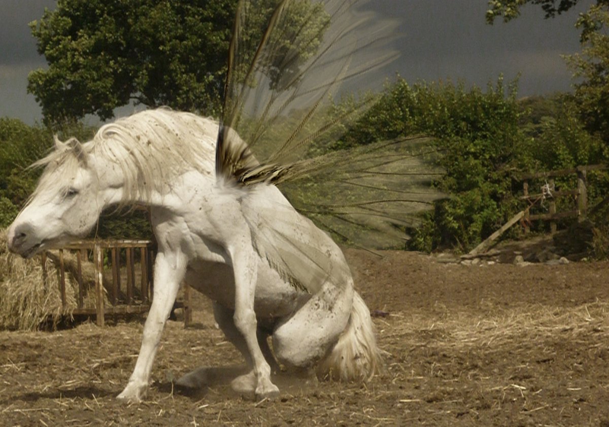 Лошадь с длинной гривой