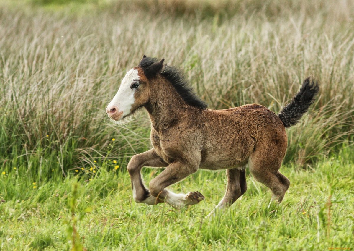 Долговязая лошадь