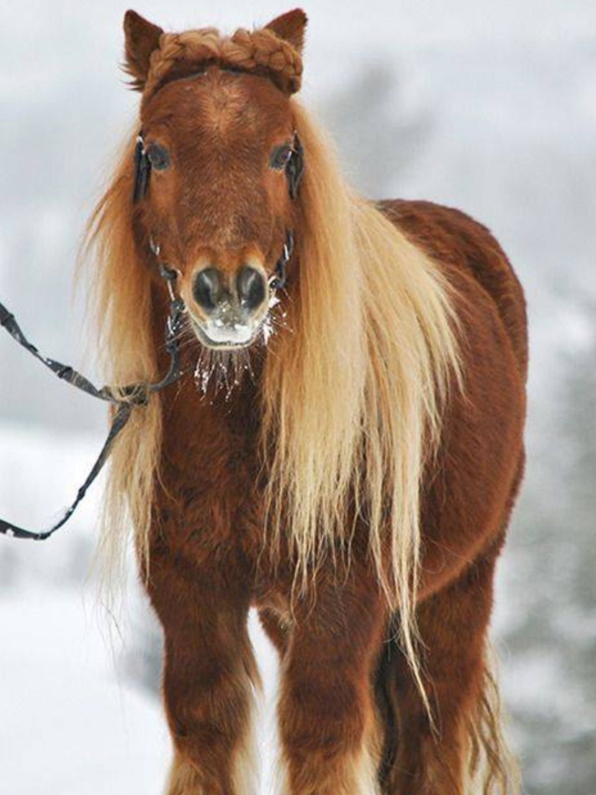 Пегий Орловский рысак