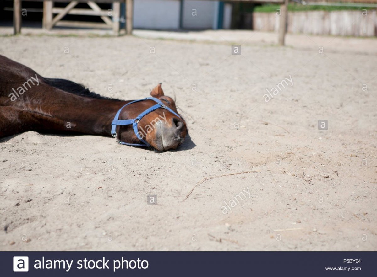 Долговязая лошадь добрая