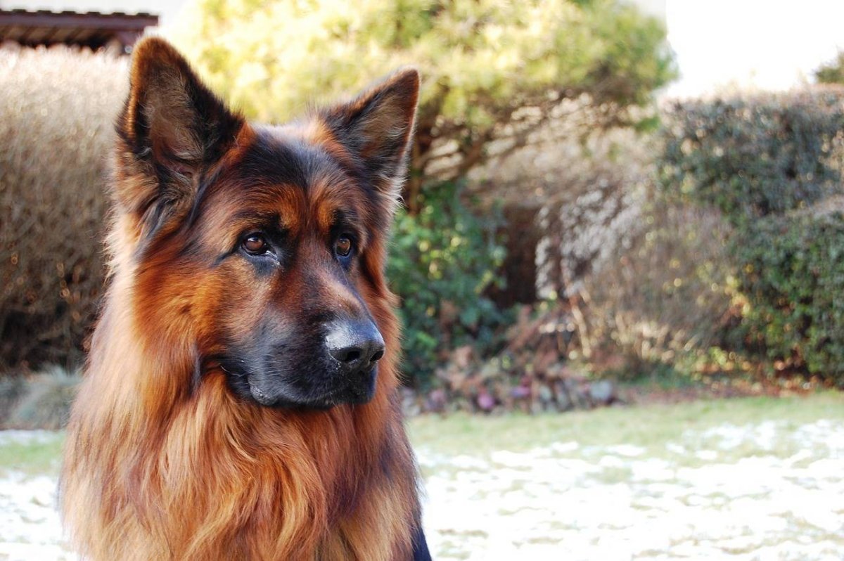 Старонемецкая овчарка длинношерстная