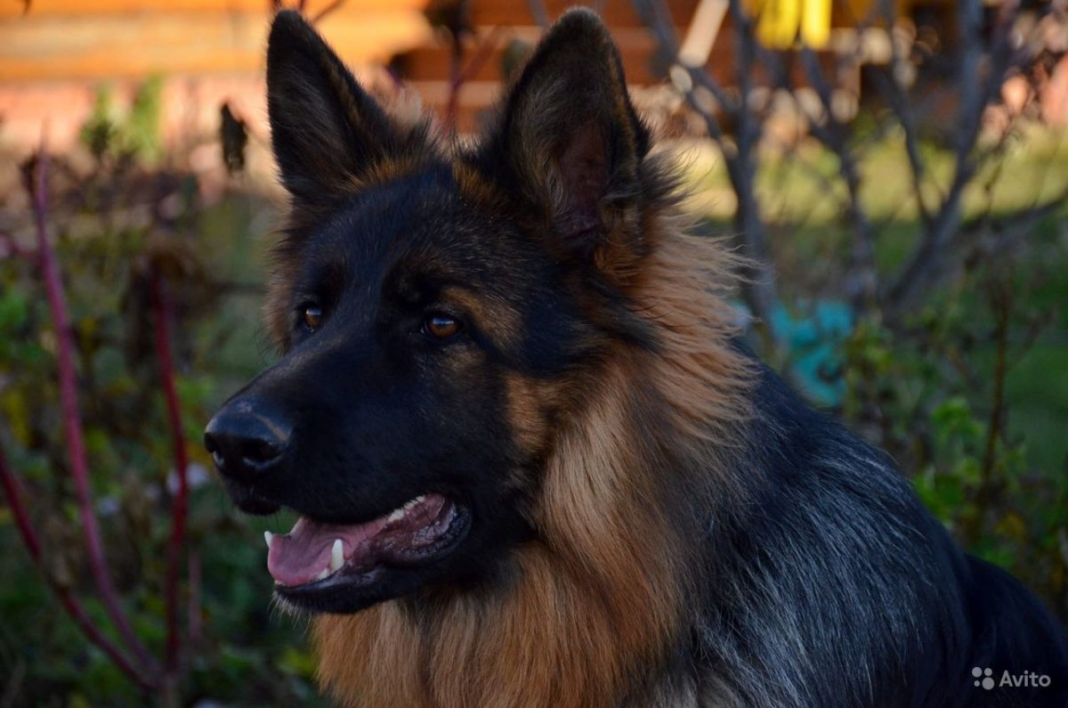 Щенок немецкой овчарки 9 месяцев