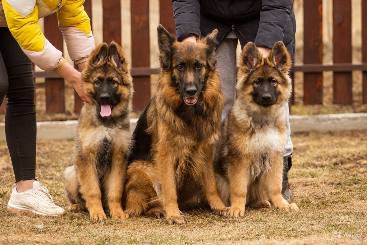 Старонемецкая овчарка длинношерстная