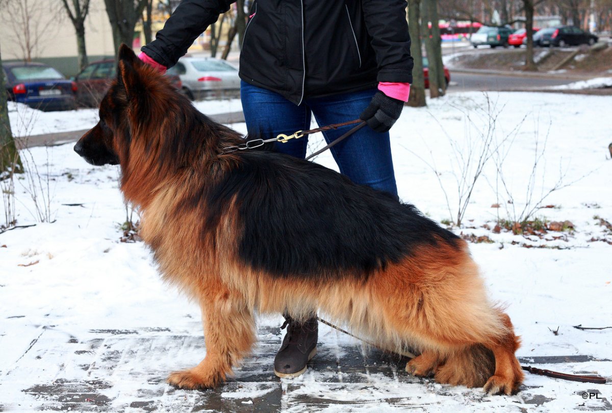 Немецкая овчарка длинношерстная