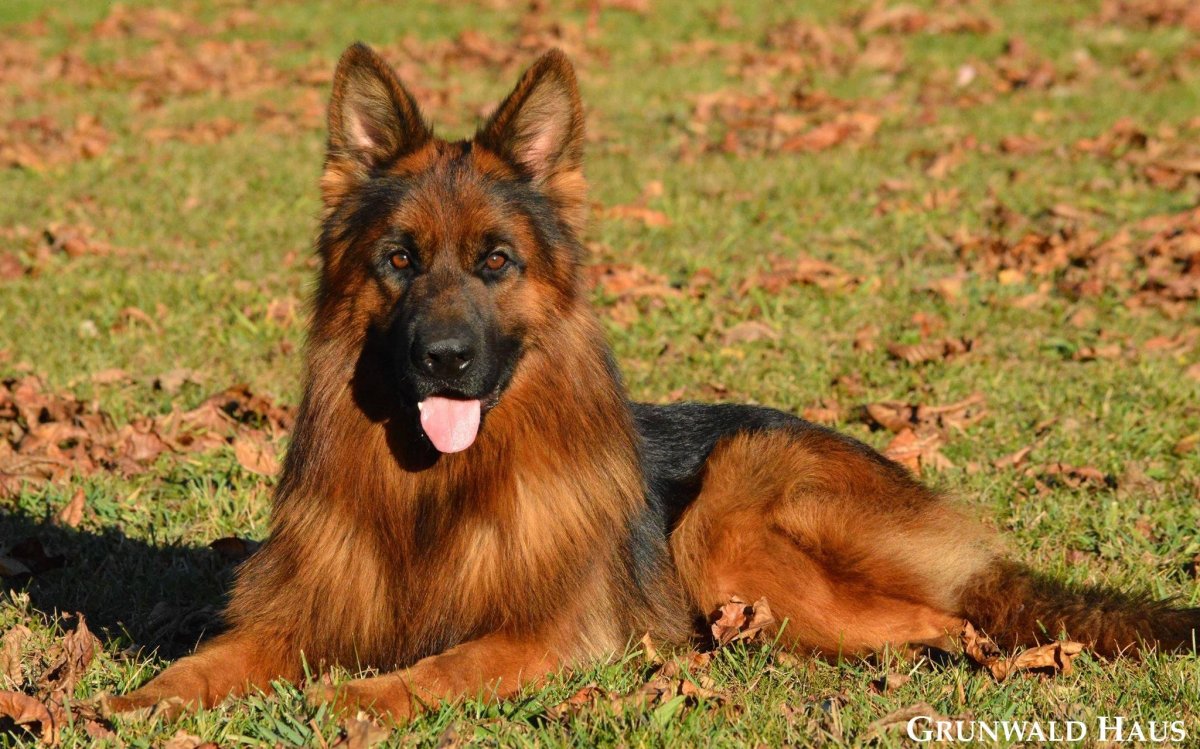 Немецкая овчарка чепрачная длинношерстная