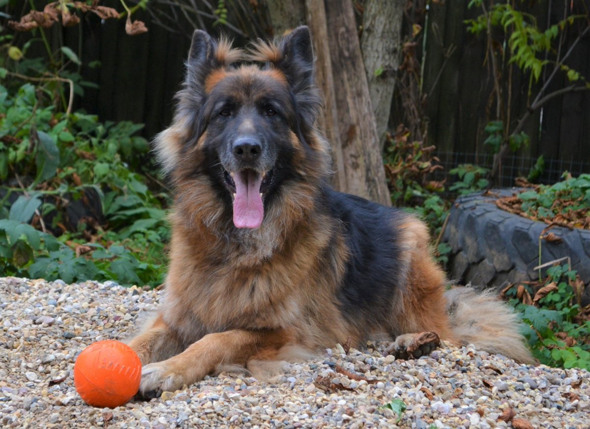 Зонарно рыжая длинношерстная немецкая овчарка