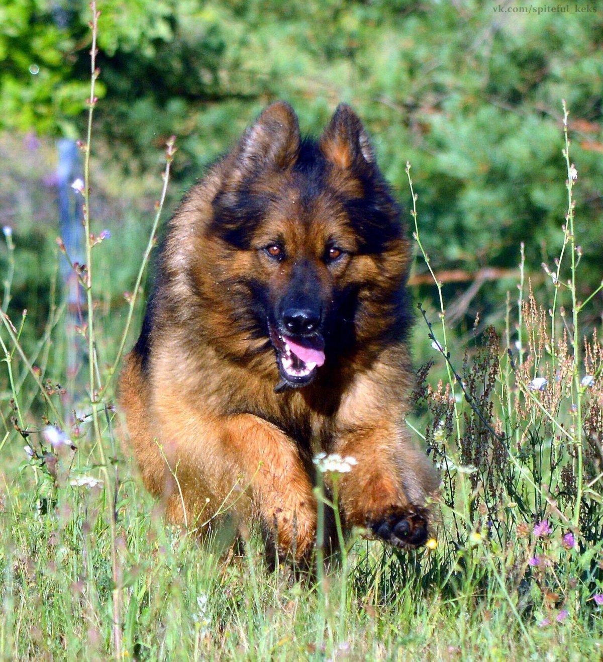 Немецкая овчарка длинница