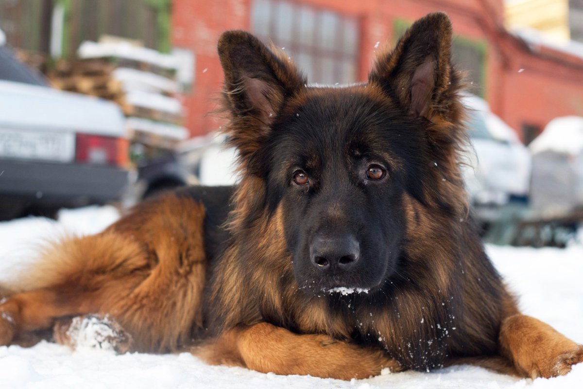 Немецкая овчарка питомник Ингерманландия