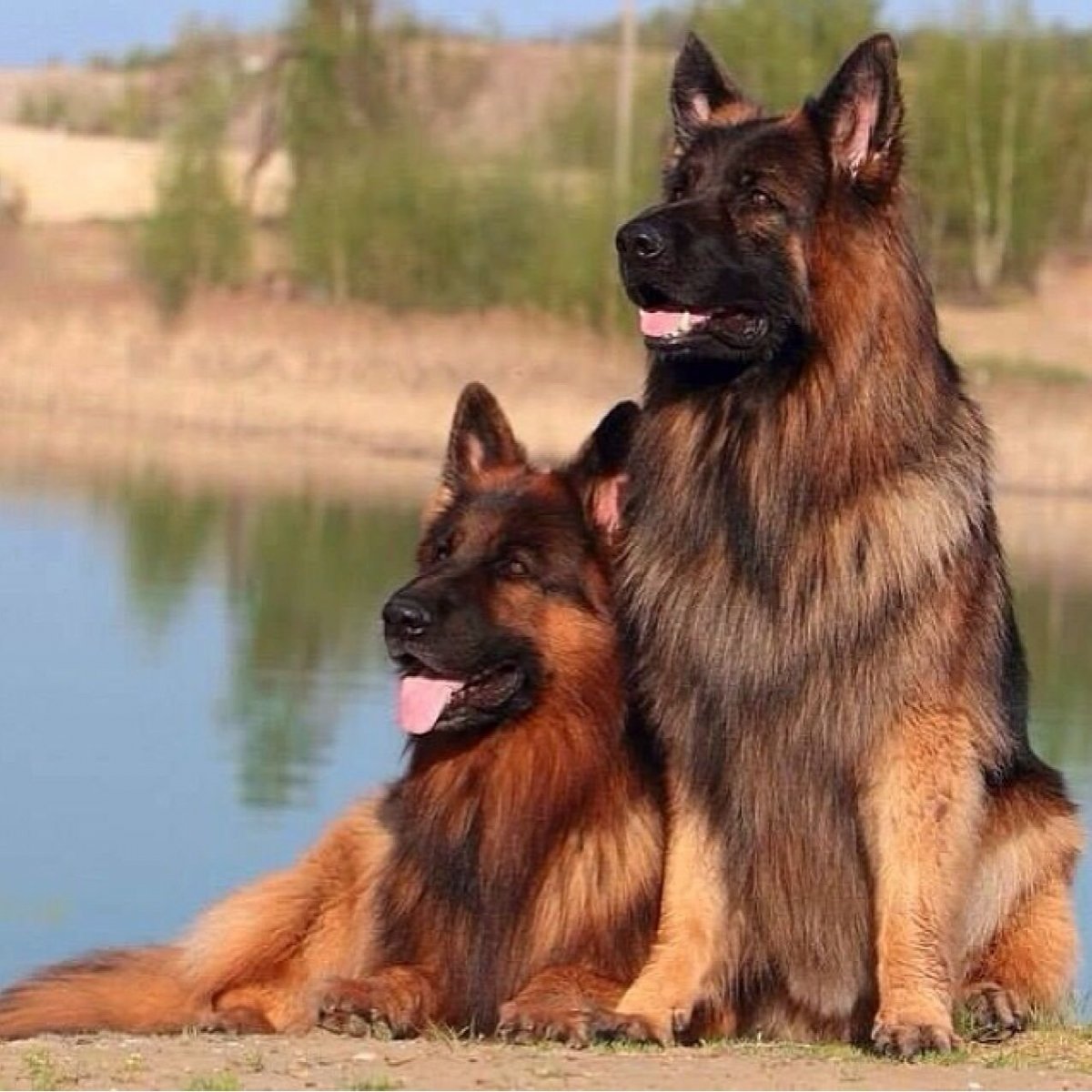 German Shepherd long Coat