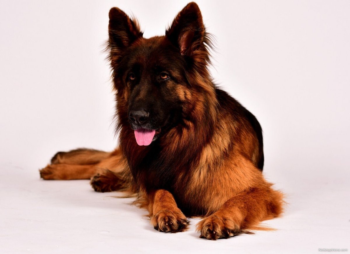 Немецкая овчарка длинношерстная