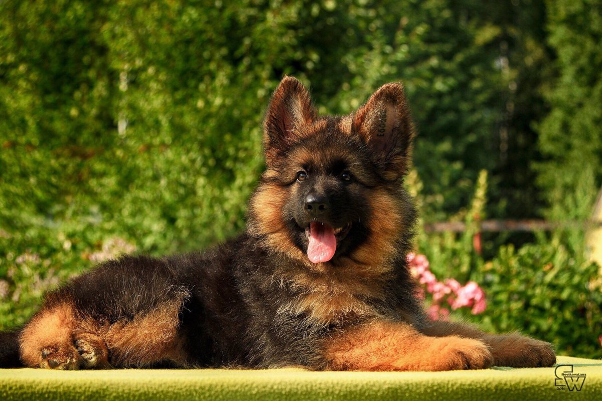 Немецкая овчарка лохмач