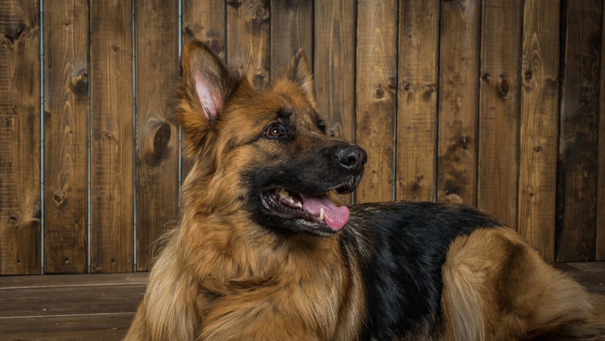 Овчарка длинношерстная в купается