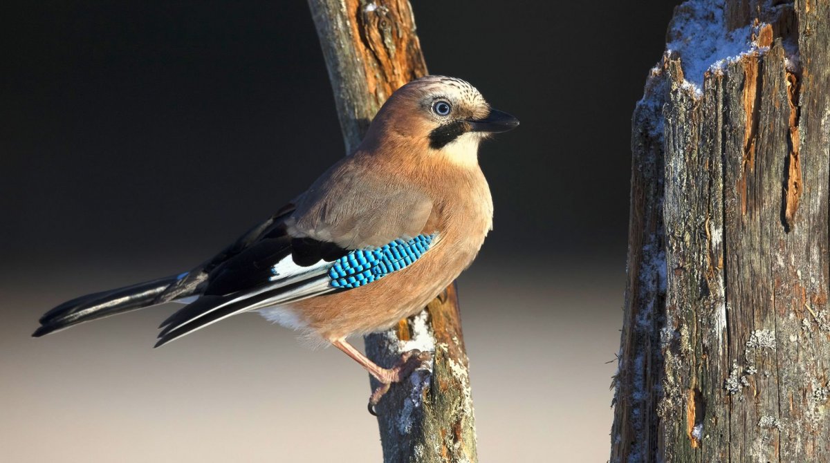 Хищные птицы Подмосковья