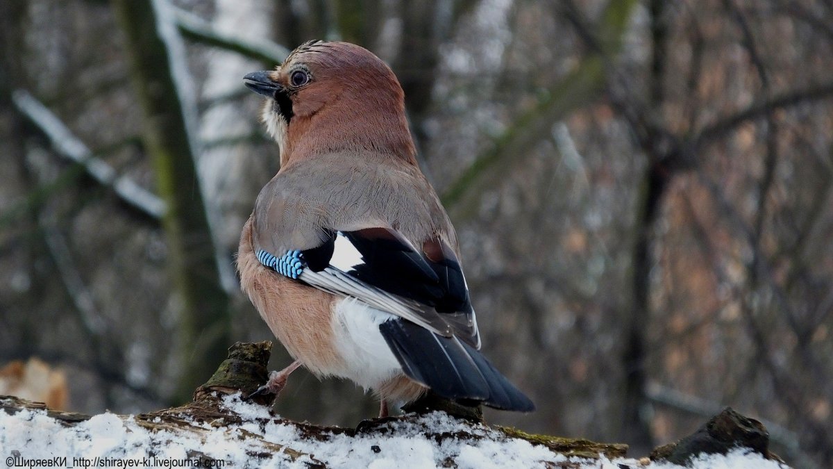 Зяблик кавказский заповедник