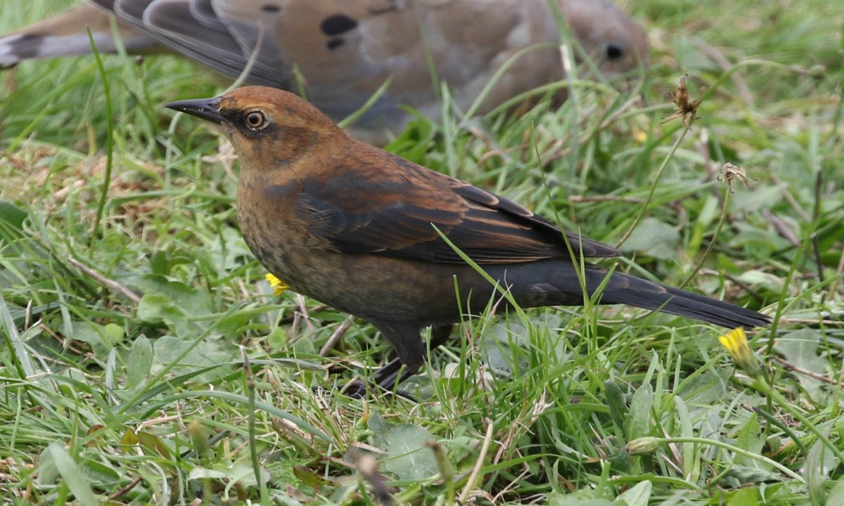 Крупные птицы подмосковья