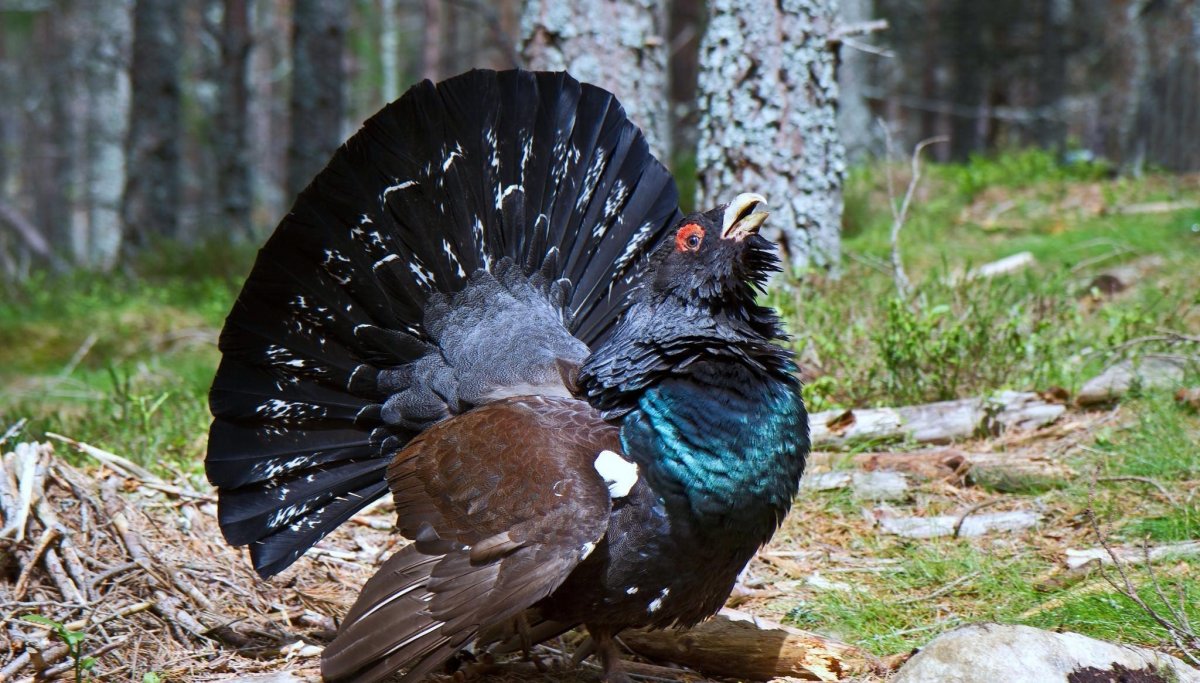 Сойка Сибирская