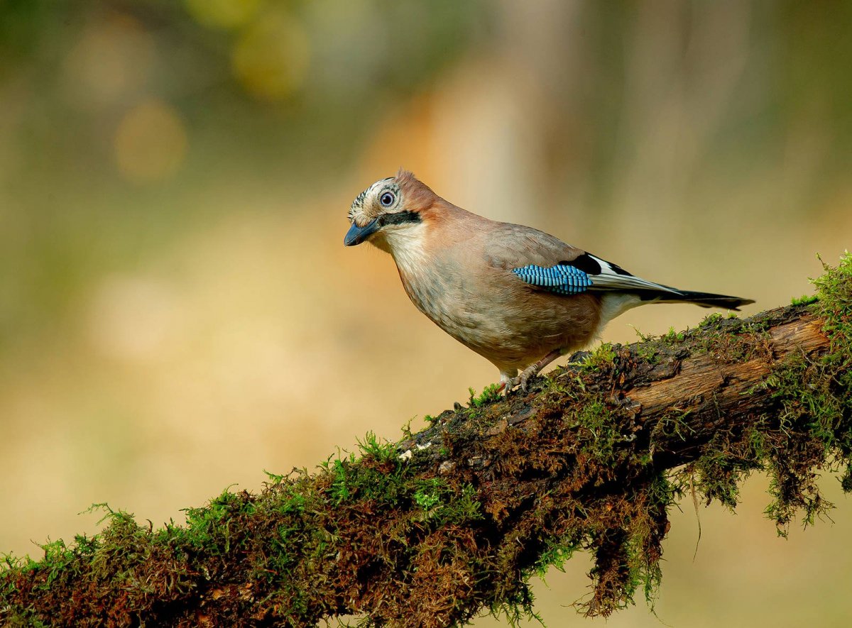 Птицы Подмосковья