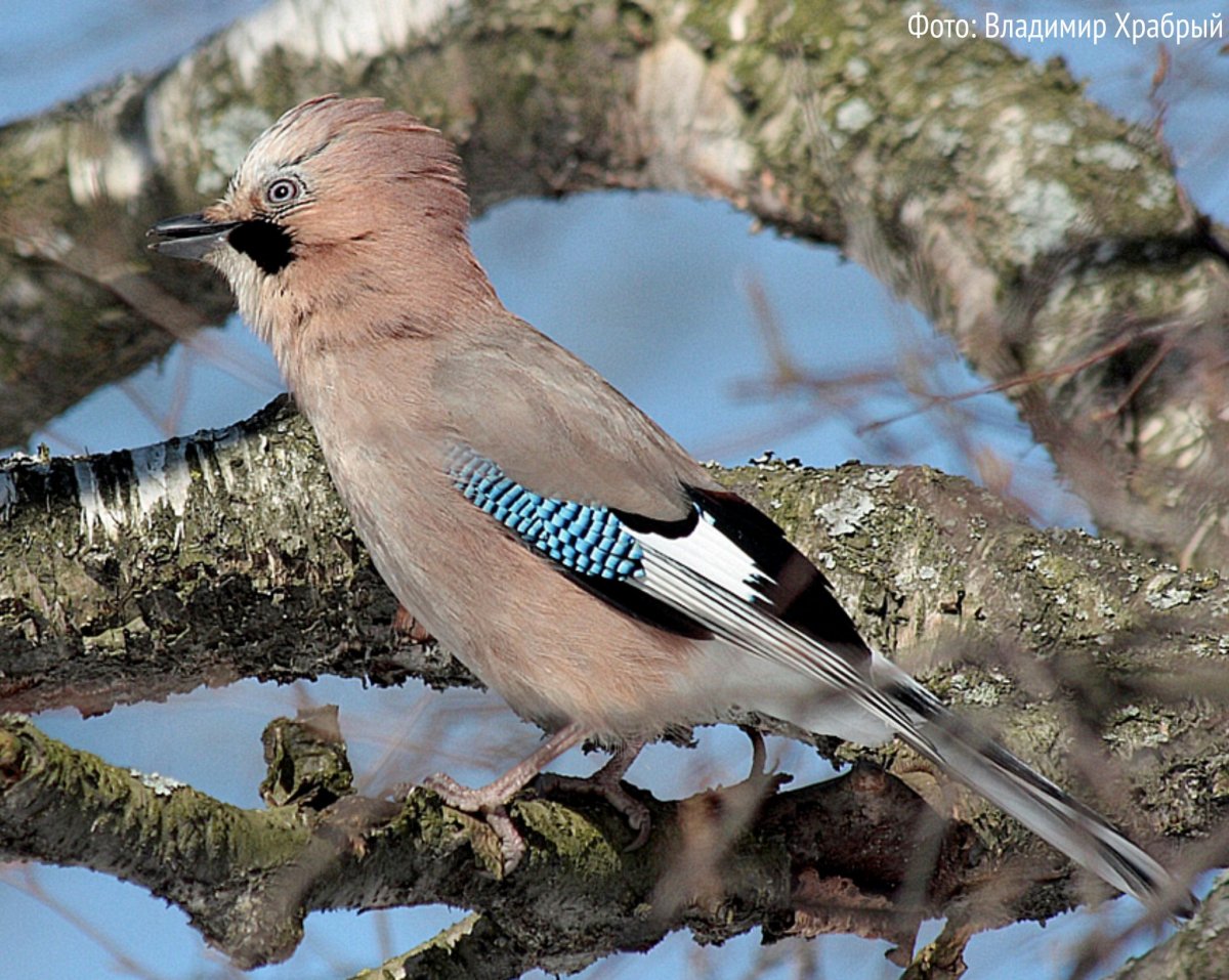 Деряба рябинник
