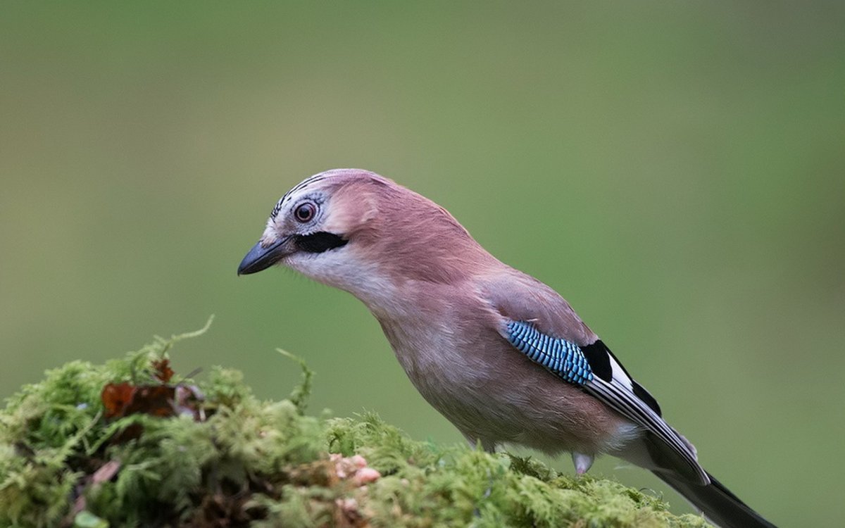 Птицы Подмосковья Сойка