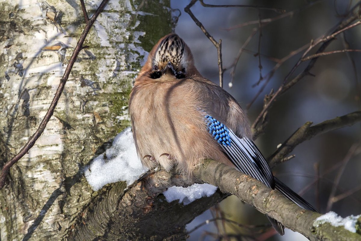 Сойка обыкновенная garrulus glandarius