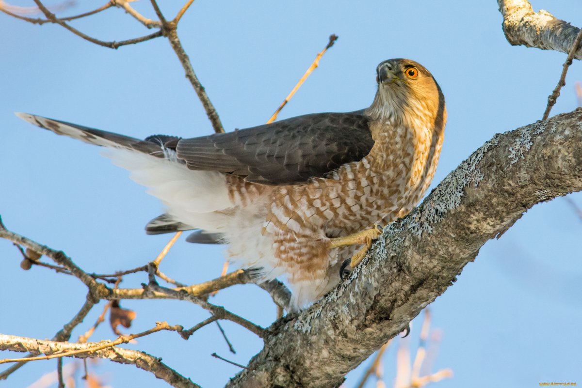 Ястреб краснохвостый Сарыч