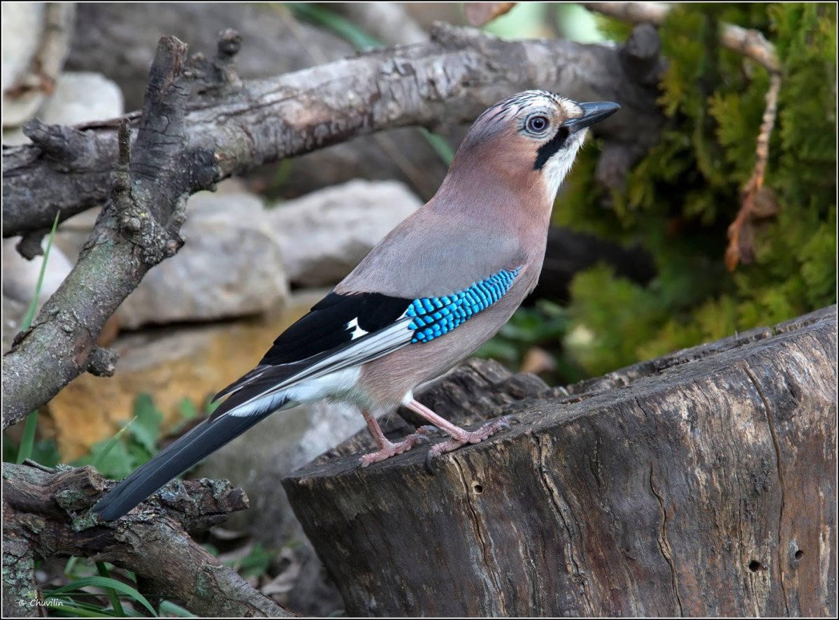 Птица с пушистым оперением