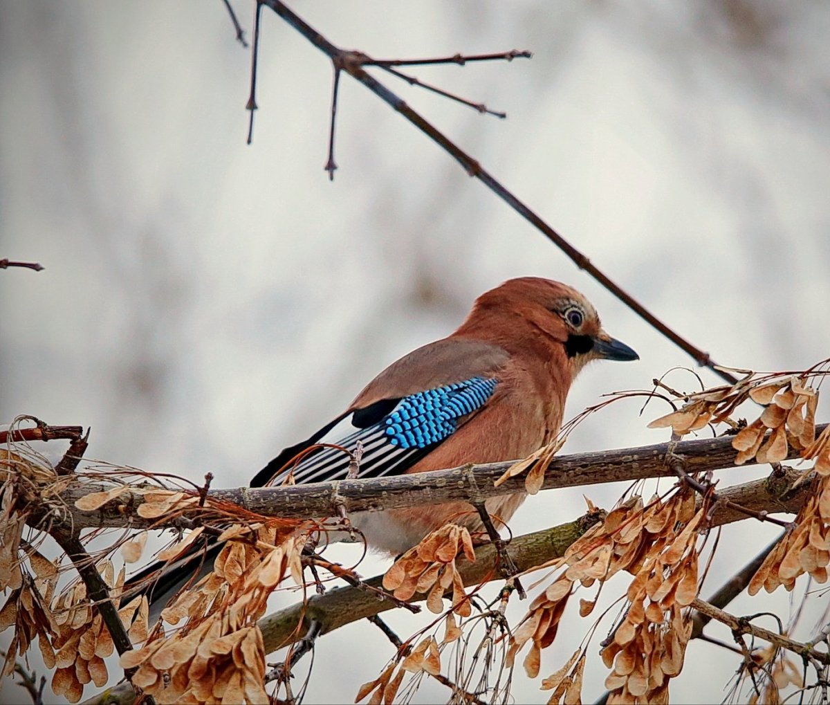Серый Дрозд рябинник