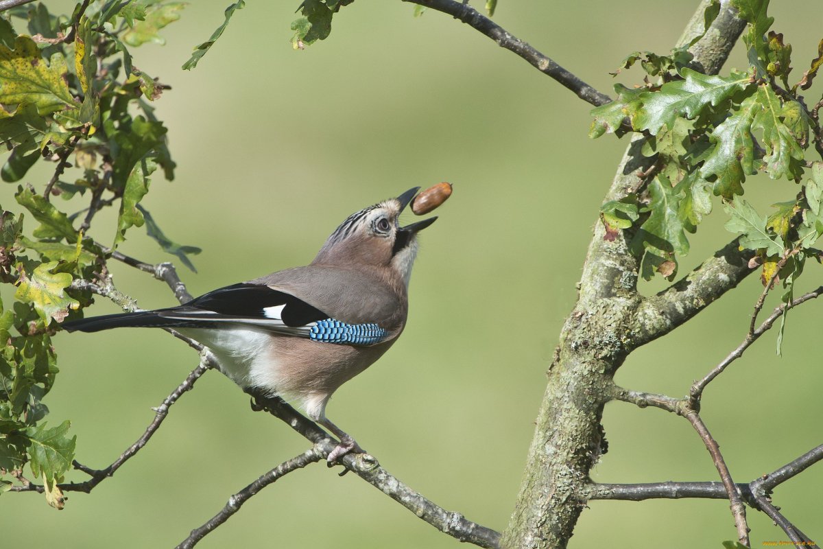 Певчие птицы Подмосковья Зяблик