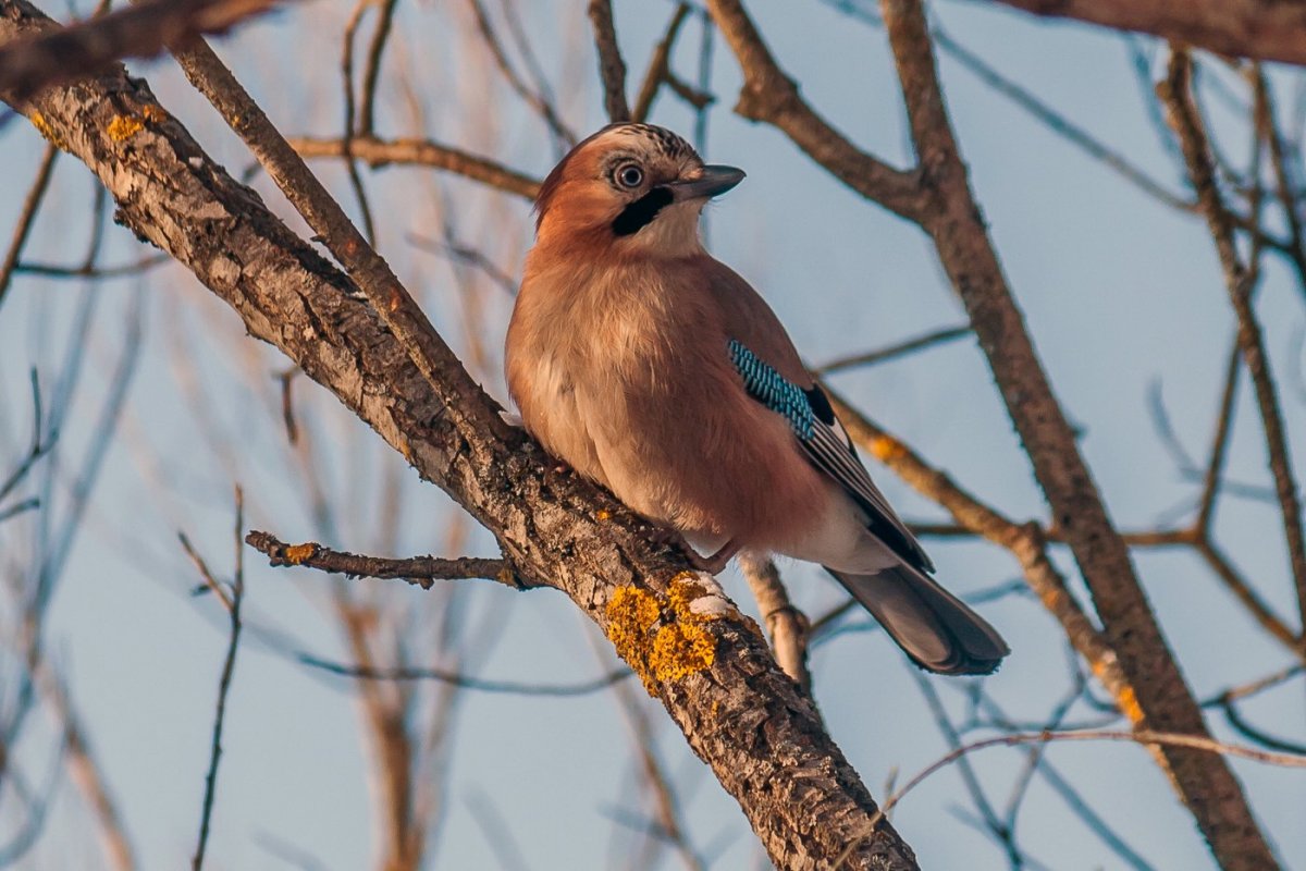 Птицы Подмосковья Сойка