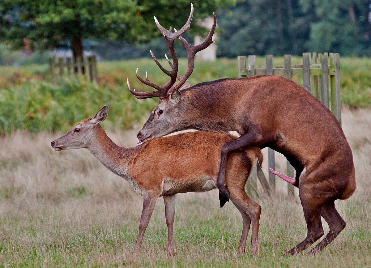 Спаривание вапити