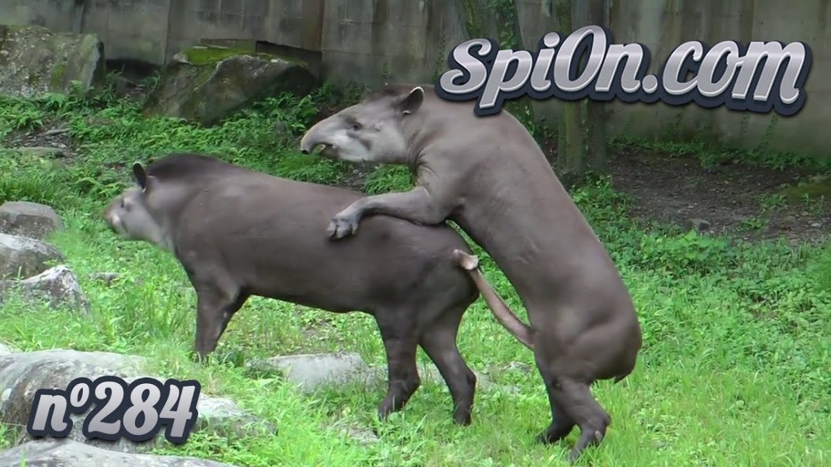 Шимпанзе бонобо спариваются