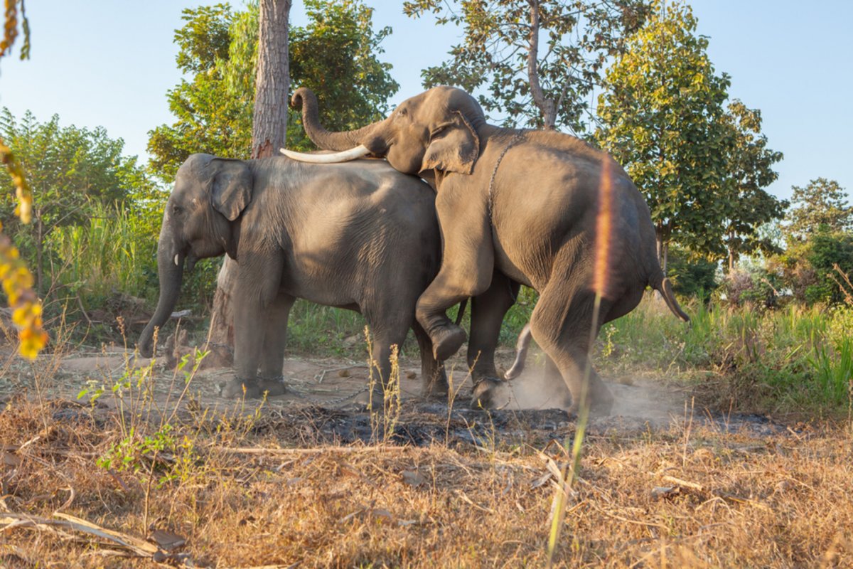 Девушка и большая собака