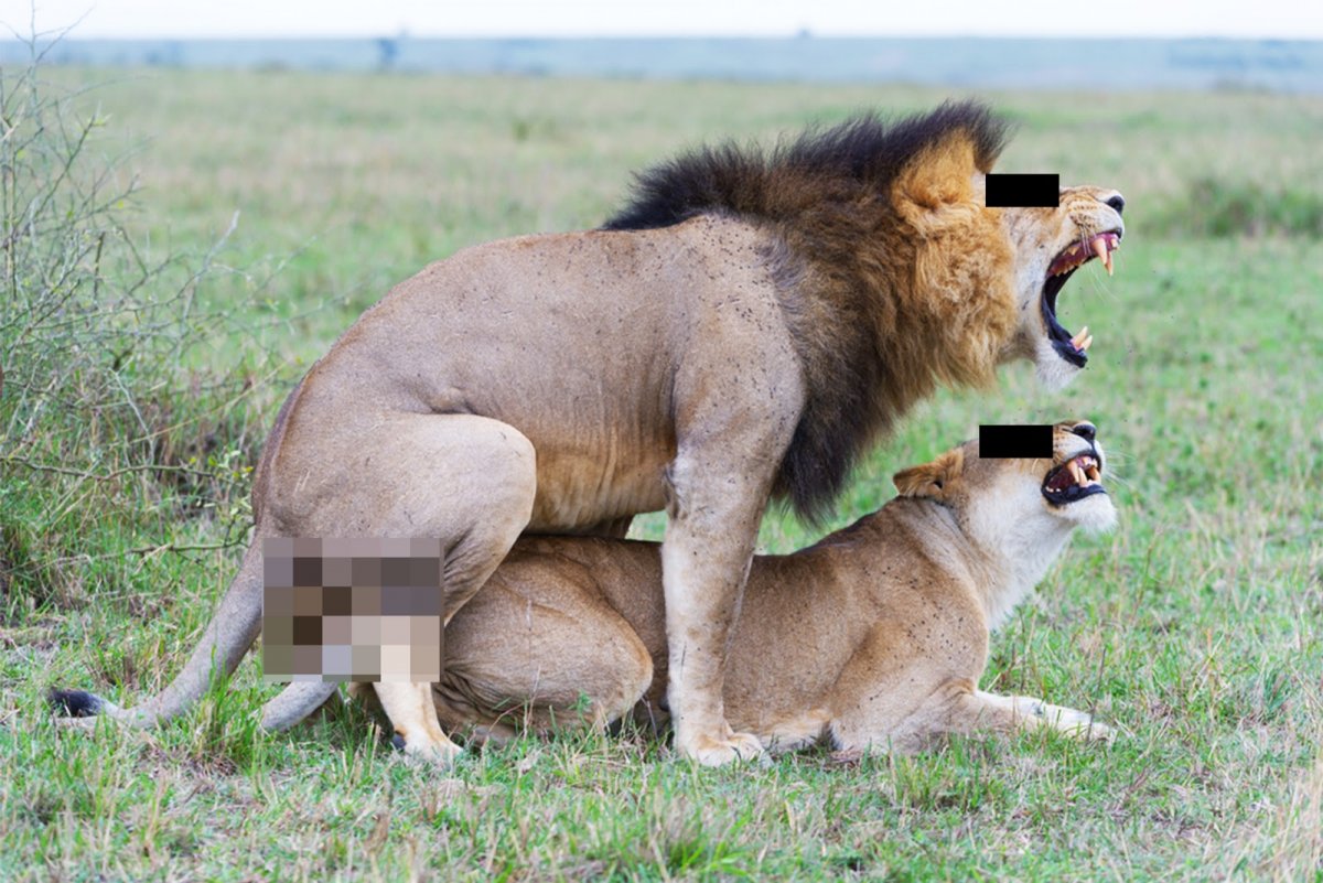 Брачные игры животных