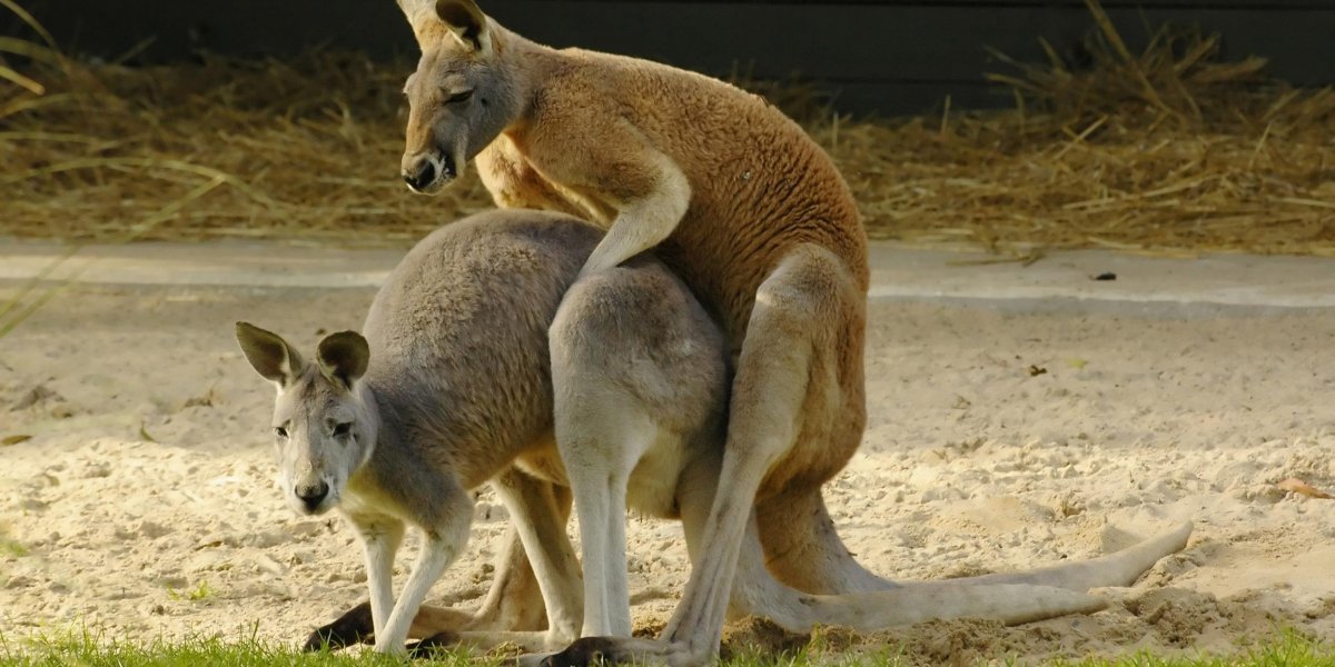 Спаривание кенгуру