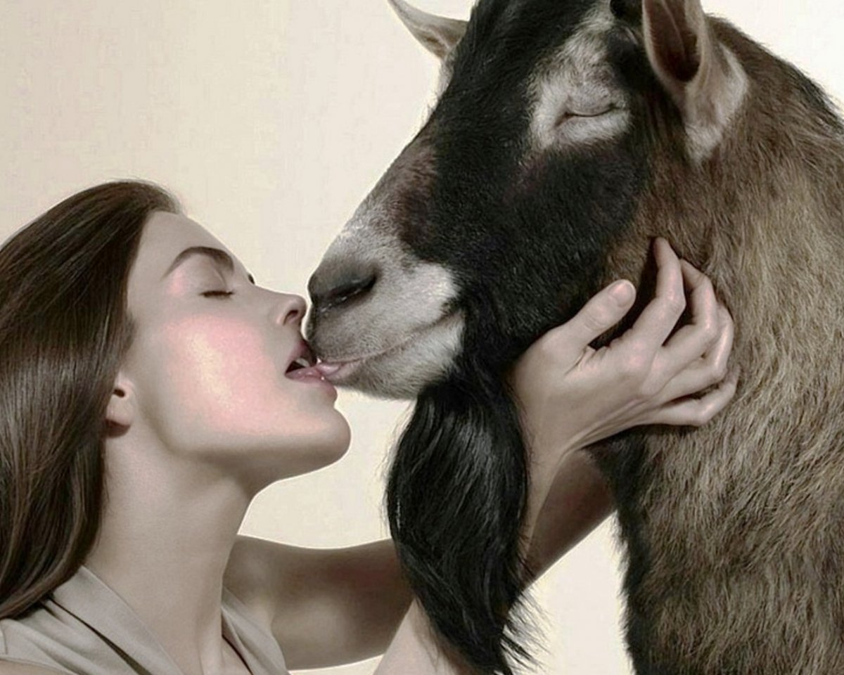 Тапир самец