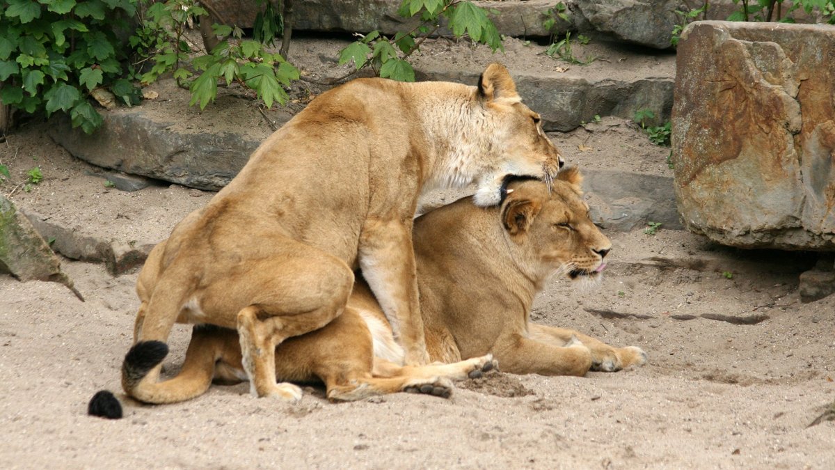 Гомосексуальные животные