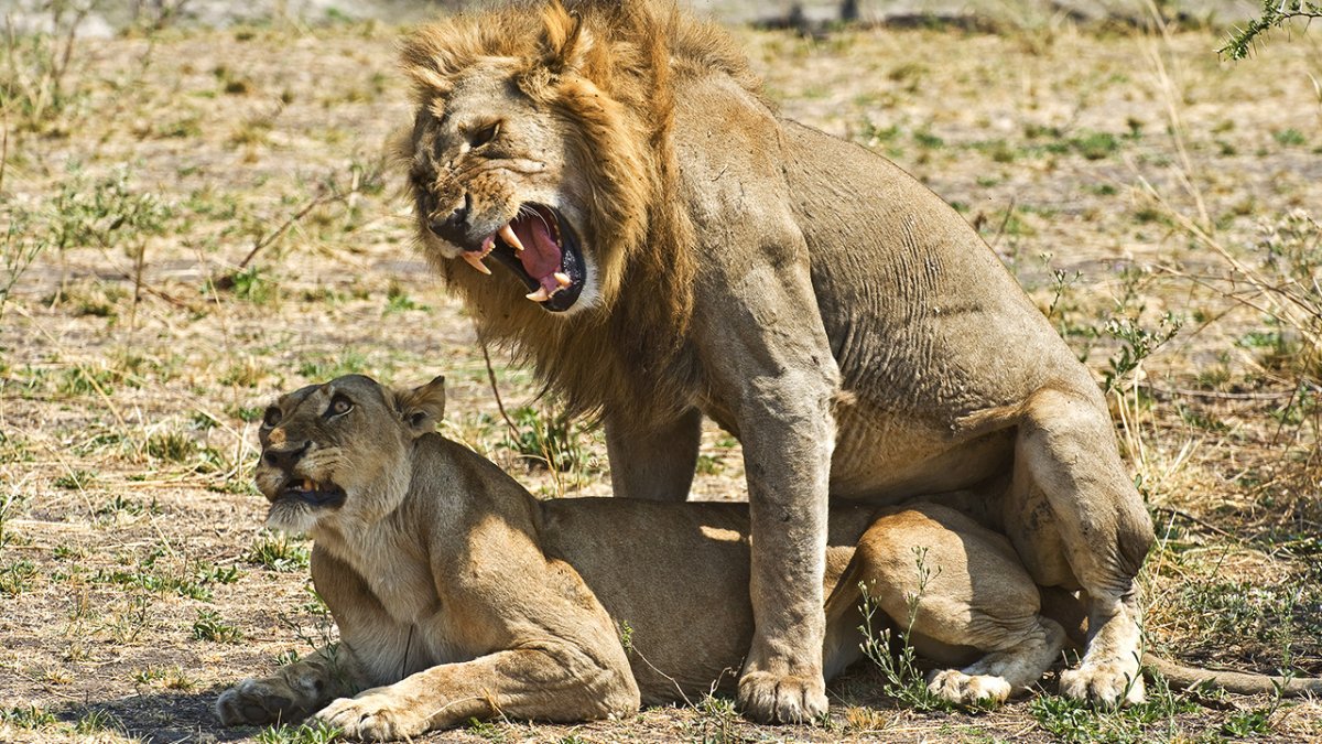 Животные спариваются