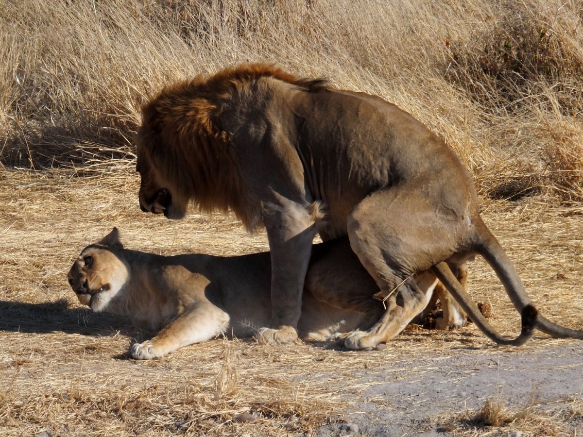 Животные с людьми спариваются