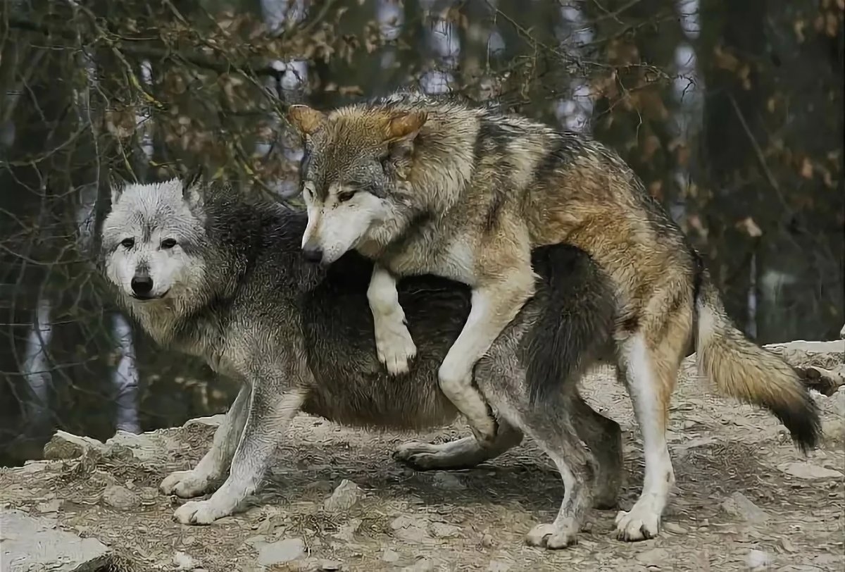 Спаривание слона