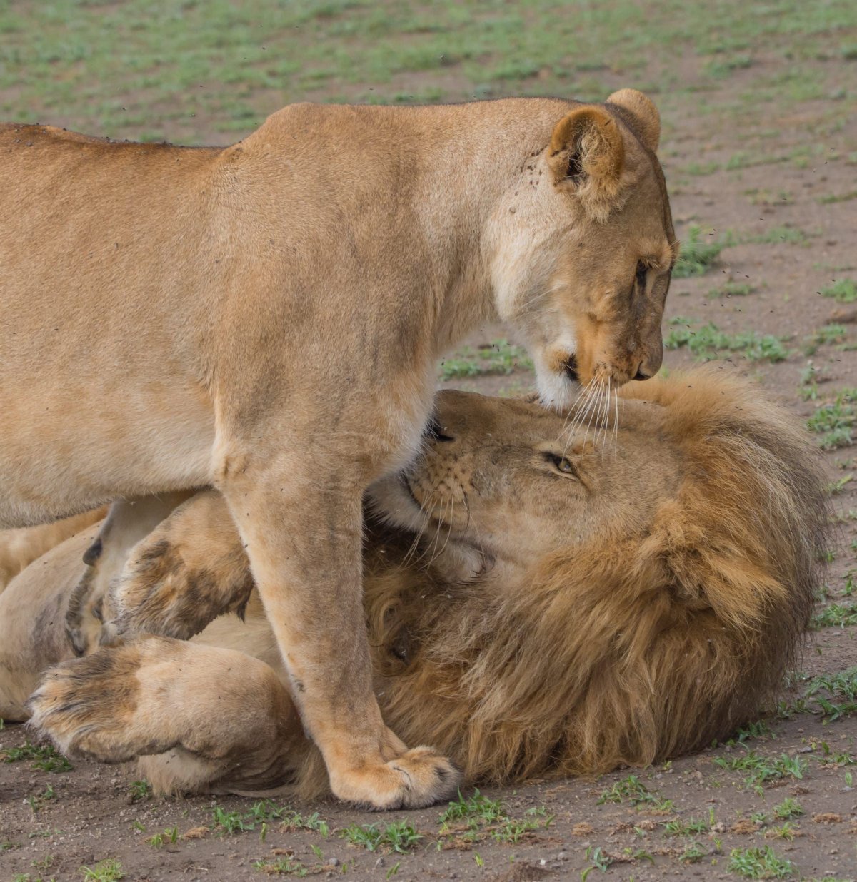 Борис Вальехо картины