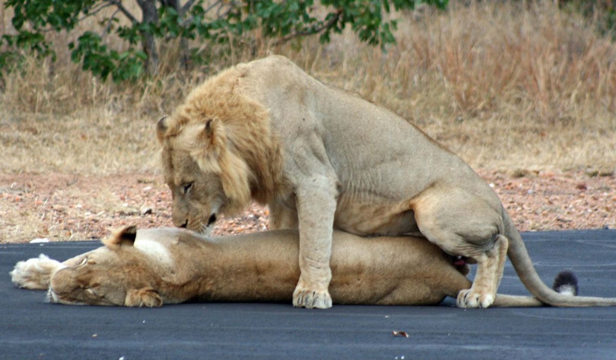 Львы спаривание