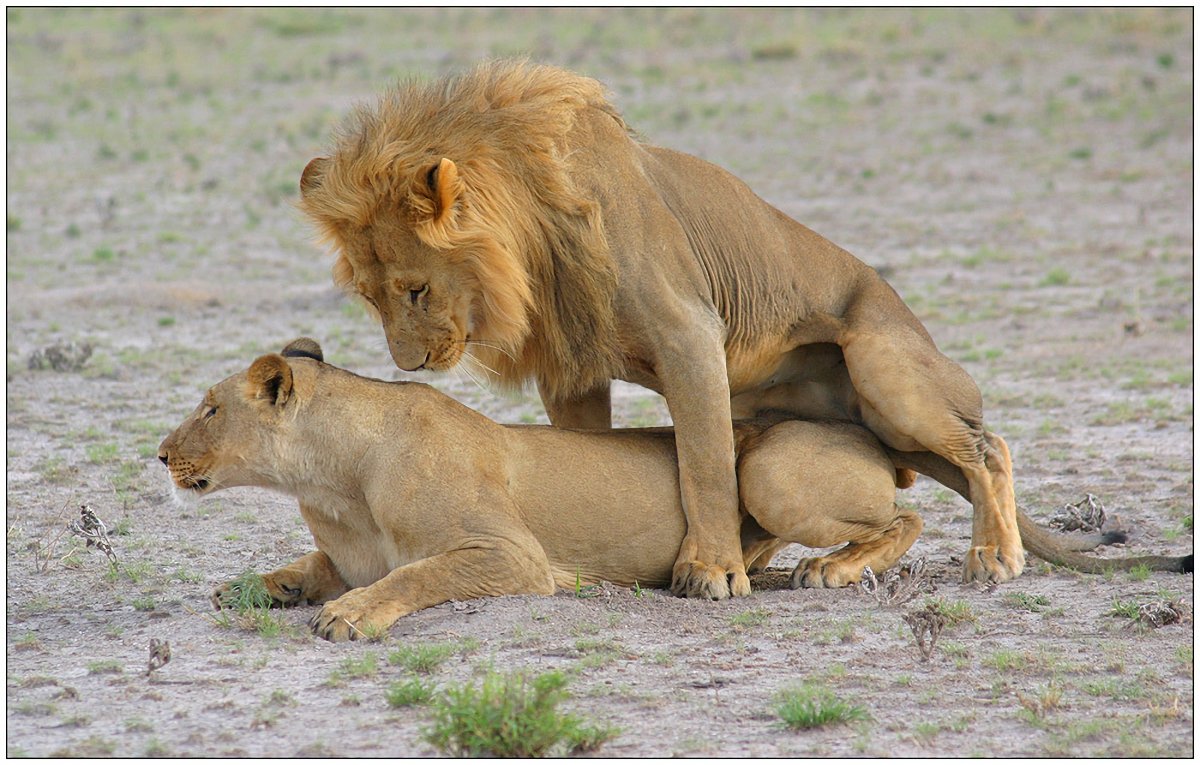 Спаривание Львов