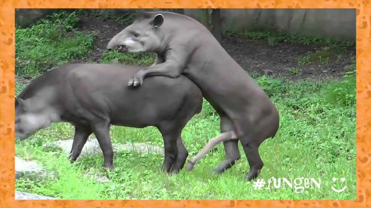 Собака в чулках